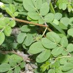 Kallstroemia pubescens Hoja