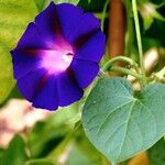 Ipomoea purpurea Hoja