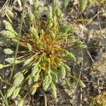 Phleum arenarium Blatt