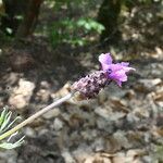 Lavandula pedunculata Цветок