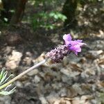 Lavandula pedunculata Квітка