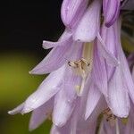 Hosta plantaginea Λουλούδι