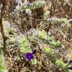 Echium arenarium Flor