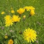 Crepis biennisKvet