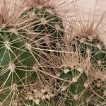 Echinocereus coccineus Fuelha