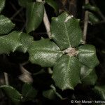 Ceanothus crassifolius Ліст