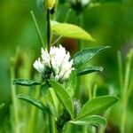 Trifolium alexandrinum List