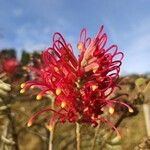 Grevillea banksiiFlor