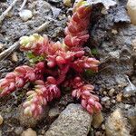 Crassula tillaea Habit