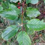 Frangula alnus Leaf