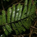 Senegalia hayesii Leaf