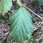 Corylus avellanaLeaf