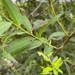 Salix nigra Leaf