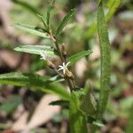 Lobelia concolor