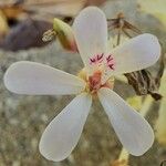 Pelargonium × fragrans