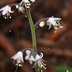 Tiarella trifoliata Blüte