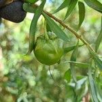 Eremophila laanii Fruit