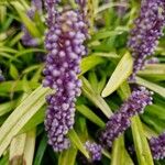 Liriope muscari 花