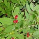 Lonicera canadensis Fruit