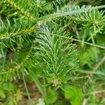 Abies cephalonica 葉