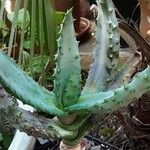 Aloe marlothii Vivejo