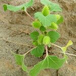 Xanthium strumarium 花