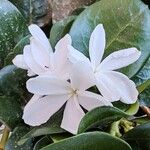 Gardenia taitensis花