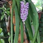 Rhynchostylis retusa ফুল