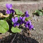 Viola odorata Fleur