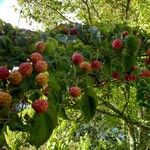 Cornus kousaФрукт