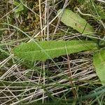 Tolpis umbellata Lapas