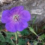 Geranium platypetalumফুল