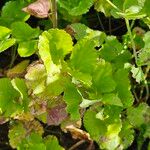 Pimpinella anisum Feuille