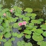 Nymphaea candida Цвят