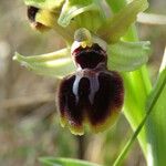 Ophrys passionis Ostatní