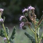 Phacelia integrifolia Облик