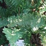 Dryopteris × complexa পাতা