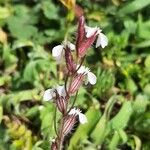 Silene gallica Blüte