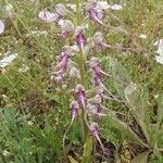 Himantoglossum adriaticum Flower