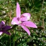 Calopogon tuberosus Kukka