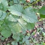 Rubus caesiusFolha