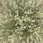 Artemisia frigida 花