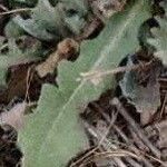 Leontodon saxatilis Leaf