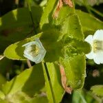 Gratiola peruviana Flower