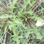 Oenothera triloba Hábito