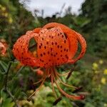 Lilium lancifoliumBlüte