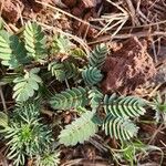 Chamaecrista fallacina Leaf