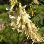 Hedysarum hedysaroides Blüte
