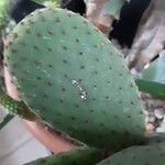 Opuntia microdasys Lapas