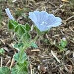 Malva hispanica फूल